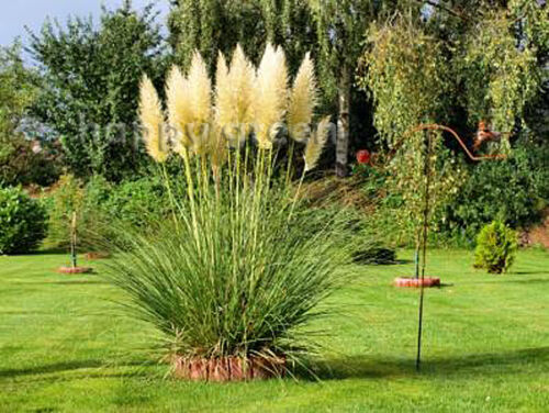 HERBE DE PAMPA - PLUME BLANCHE - 200 graines - Cortaderia selloana - VIVACE - Photo 1/2