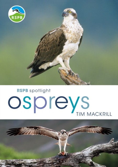 RSPB Spotlight Ospreys by Tim Mackrill - - Image 5