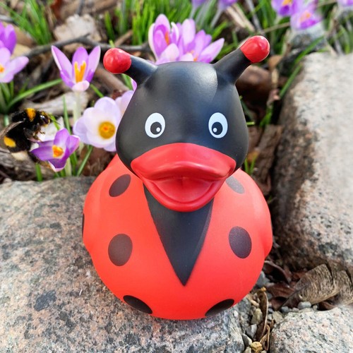 Lady Bug Rubber Duck - 第 3/3 張圖片