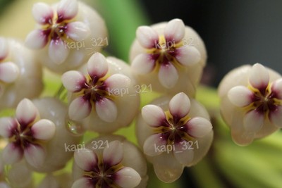 Hoya pachyclada *selten*