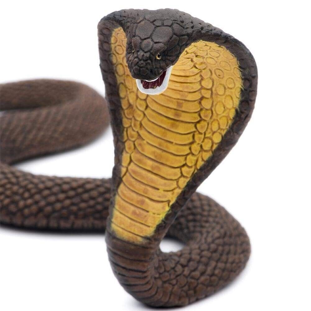 More cobras images, Animals and Nature lessons