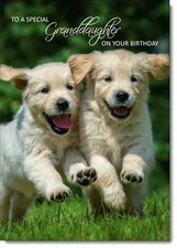 Doodlecards Granddaughter Birthday Card Golden Retriever Puppies