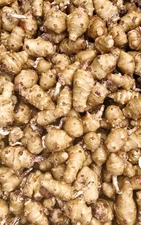 Jerusalem Artichokes tubers Sunchokes  10 tubers freshly dug plant or eat