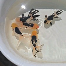 Live Fish Oranda Goldfish Juvenile Lemon Head Panda 2-2.5 inch Volume Discount