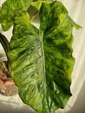 Alocasia macrorrhiza splash/mint/ tuber