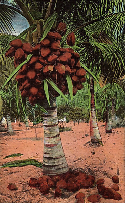 C1940 Florida Coconut Palm Tree Grove Farm Ripe for Picking Vintage Postcard