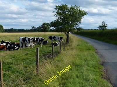 Foto 12x8 Herde Kühe entlang der Mill Lane Shenton c2013