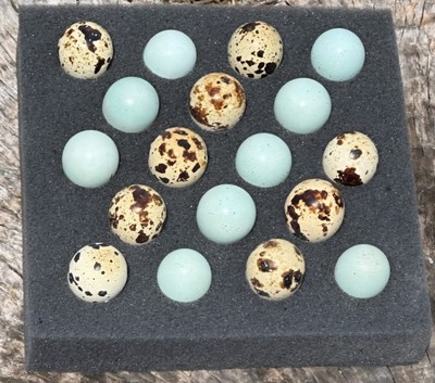 (14 Total) 7 Celadon Blue/7 Assorted Coturnix Quail Hatching Eggs