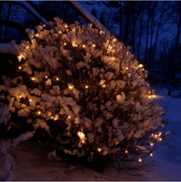 Star Trading BAUM-LICHTERKETTE Lichterkette Start System 24 492-70