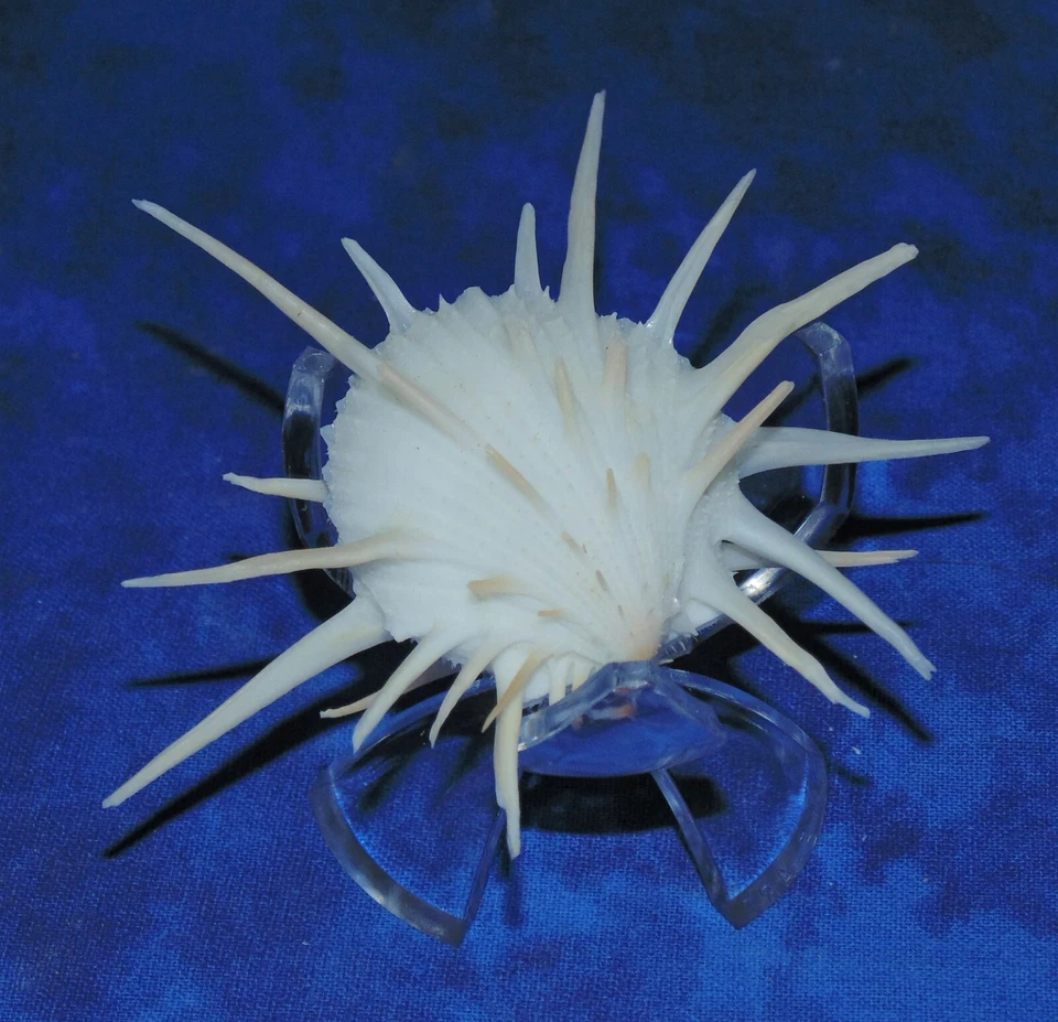 MEDIUM SPONDYLUS IMPERIALIS, SPINY OYSTER, SEA SHELL BEACH DECOR TROPICAL - Image 3 of 4