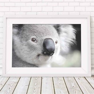 501026 Koala - Australian Native   **** 24x18 WALL PRINT POSTER