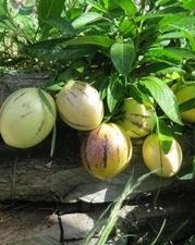 Pepino melon , sweet cucumber or 人参果 20 seeds 