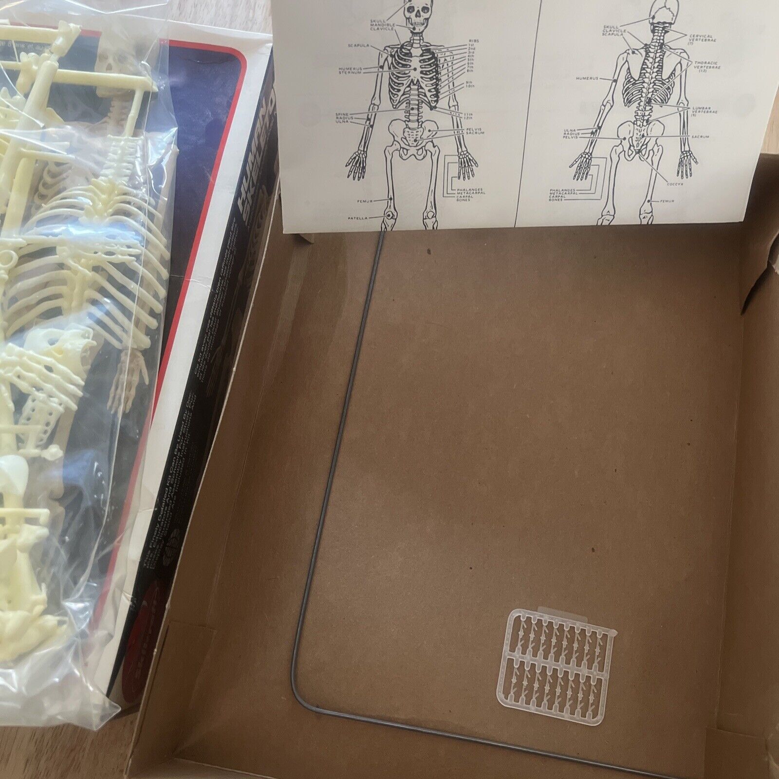 Human Skeleton,skilcraft Model Kit.
