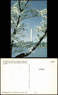 Postcard Washington D.C. Washington Monument mit Kirschblüten 1960