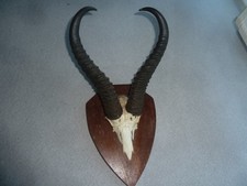 Springbock Geweih aus Namibia Jagdtrophäe Design Deko Unikat Geschenk