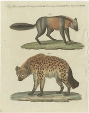 Original Hand Colored Antique Print of a Fox and Hyena species
