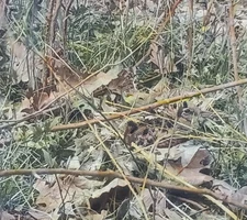 Woodcock on Bird Nest, c1940 Magic Lantern Glass Slide