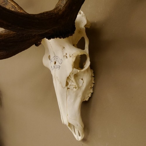 Rameau De Cerf 32 Écarts Capital Cerf Monstre Cerf H 115 Cm Cerf Rameau - Imagen 8 de 10