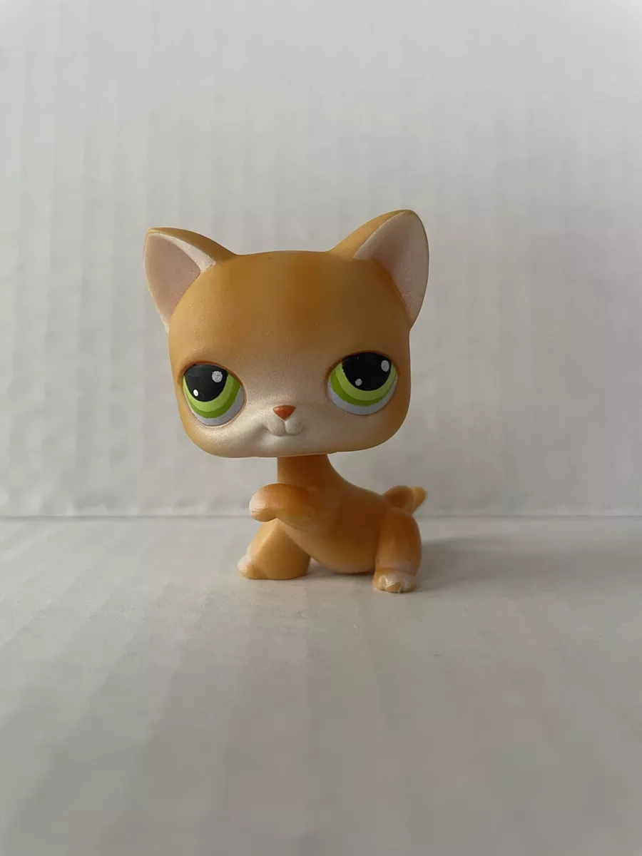 Pet hotsell shop shorthair