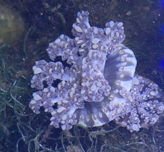 19-20 moss JELLYFISH　156cm MIN 1 - 30