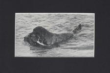 Flat Coated Retriever "Working" - 1934 Vintage Dog Art "Photo" Print - MATTED