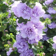 25 Blue Bacopa Hollyhock Seeds Perennial Flower Garden Flowers Seed 78 US SELLER