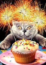 Funny HAPPY BIRTHDAY Card, Cat Kitten Candle Sparkler Cupcake Humor by Avanti +✉