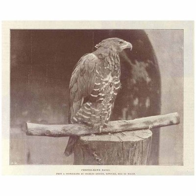 Crested Hawk Eagle - Antique Print 1896