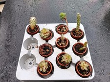 lot de 10 cactus et succulentes en pot terre cuite