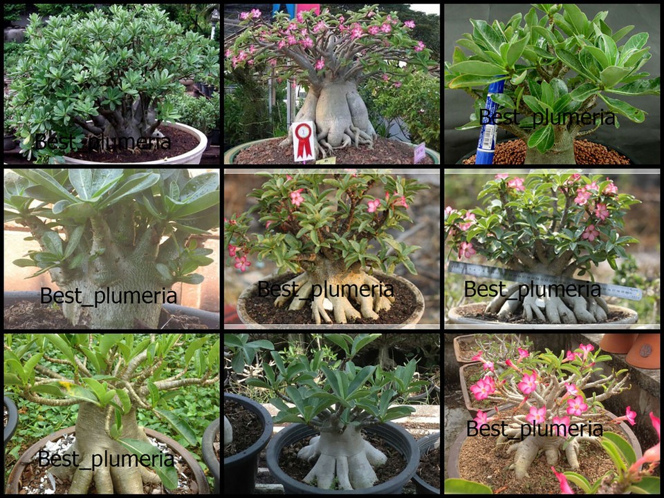 ADENIUM ARABICUM MIXED / ASSORTED 100 SEEDS #6 FRESH RARE NEW FREE - Foto 7