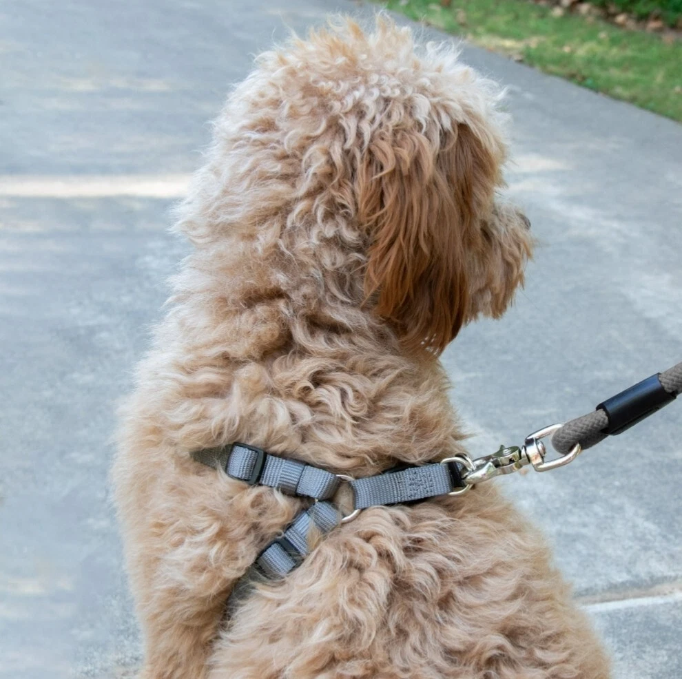 How to put on vibrant life dog harness cheap