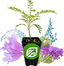 Jacaranda Tree - Jacaranda mimosifolia