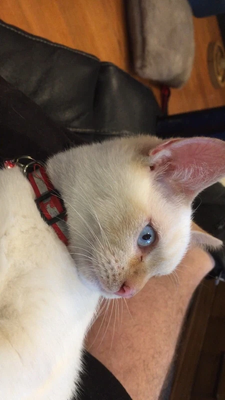 munchkin cat gumtree