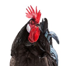 No Crow Collar for Roosters