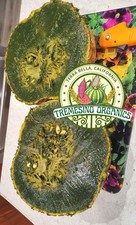 Rare Mexican Black Green Flesh Squash 10 Seeds- Calabaza Mexicana 10 Semillas