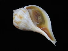 Sea shell Busycotypus spiratus 101.7mm ID#8899
