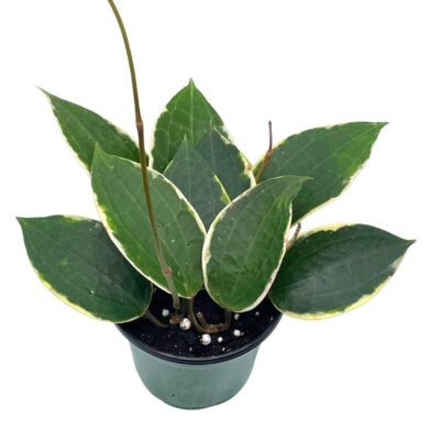Hoya Macrophylla, Very Rare Limited Live Plant, in 4 inch Pot