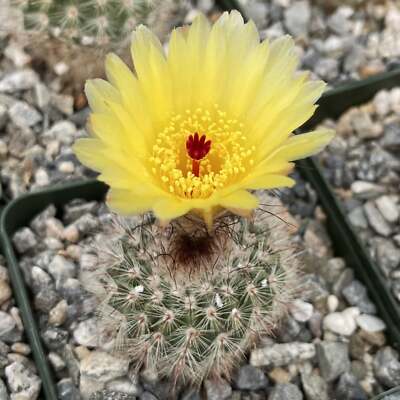 Notocactus scopa murrielli cactus Cacti Succulent real live plant