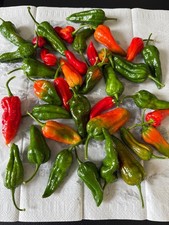 Bangladeshi fresh 24 naga moris only �10 extremely hot very beautiful fragrance