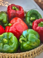 California Wonder Pepper seeds Organic Non GMO Heirloom 25  seeds