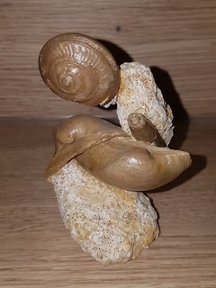 Fossilien Schnecke Muschel Stufe Frankreich Sammlung Tupilak 8 5cm hoch