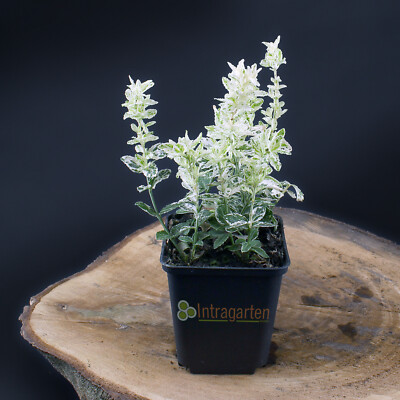 Spindelstrauch Kriechspindel Euonymus Fortunei Harlequin Bodendecker im Topf