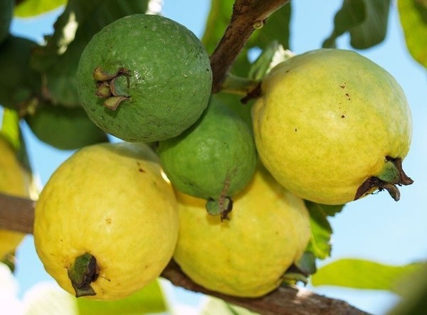 10 Semillas Guayaba Limon Mini