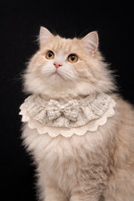 Cat Lace Collar with Bow Pearl, Adjustable Kitten Collar, Cute Pet Neck Scarf