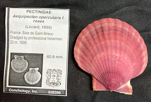 PECTINIDAE Aequipecten opercularis f. rosea 60.8mm France. Baie de Saint-Brieuc