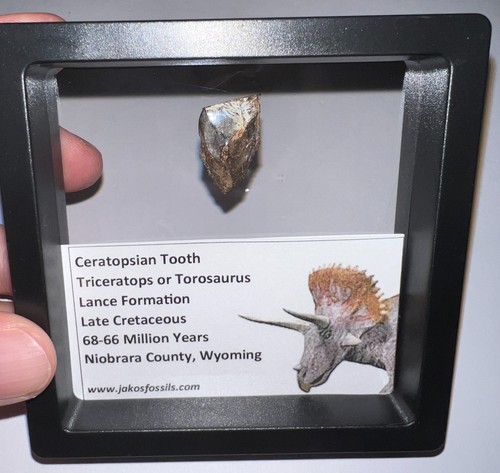 FRAMED TRICERATOPS or TOROSAURUS Fossil Dinosaur Tooth Lot! One per Order!