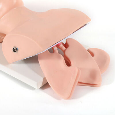 Adult Model Airway Management Trainer Oral Intubation Manikin Study Teaching