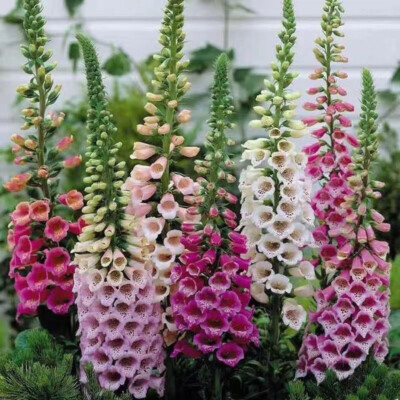 FOXGLOVE Flower Seeds Digitalis Purpurea Lady's Glove Mixed colors - Main Image