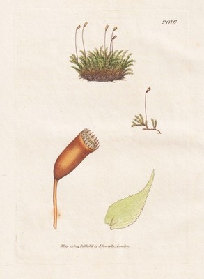 Hypnum silesianum Moose mosses botany Botanik Kupferstich Sowerby Smith 1809