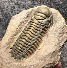 Crotalocephalina (Crotalocephalus) Trilobite Fossil – Beautiful, Well-Preserved